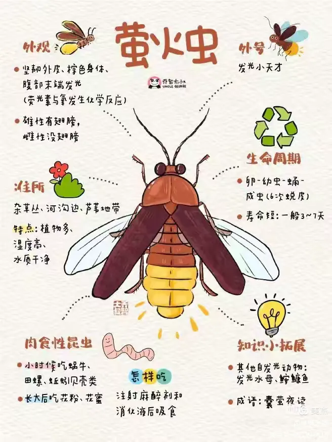 萤火虫